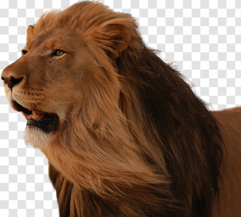 East African Lion Desktop Wallpaper Cat - Big - Lions Head Transparent PNG