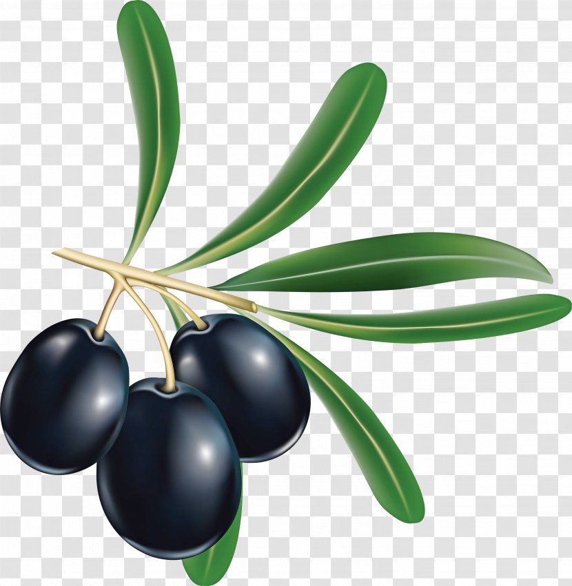 Olive Fruit Plant Leaf Tree - Food - Flowering Transparent PNG