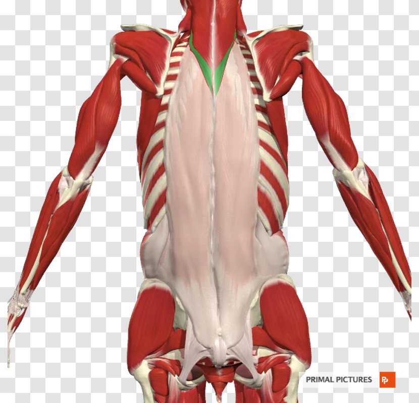Erector Spinae Muscles Shoulder Vertebral Column Transversospinales - Human Back Transparent PNG