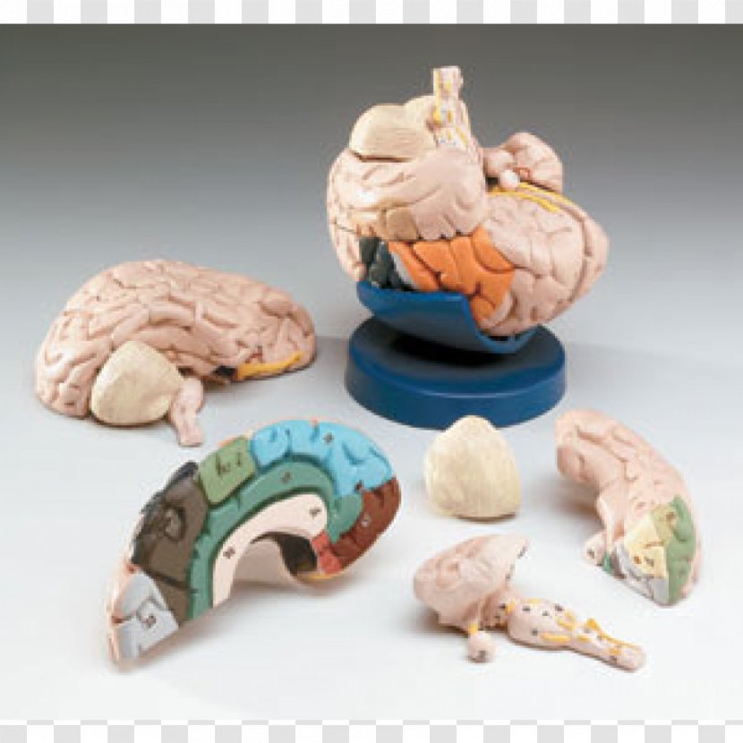 Human Brain Anatomy Nervous System Cranial Nerves - Brainstem Transparent PNG
