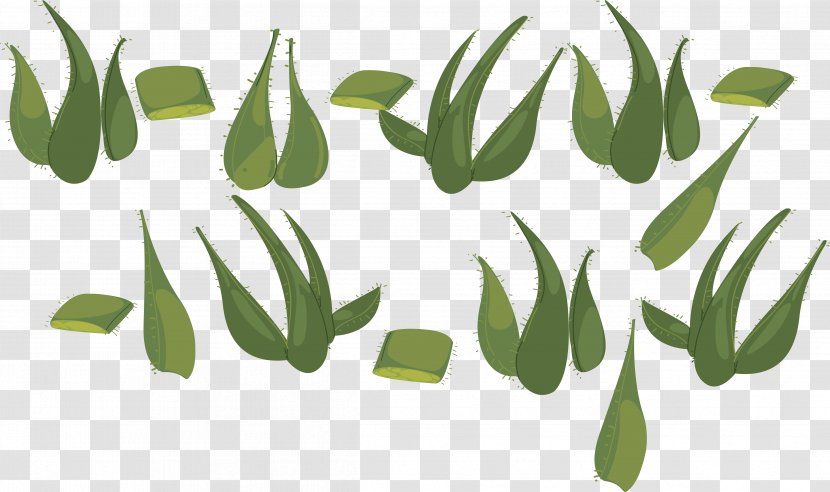 Aloe Vera Designer - Grass Family - Natural Pattern Transparent PNG