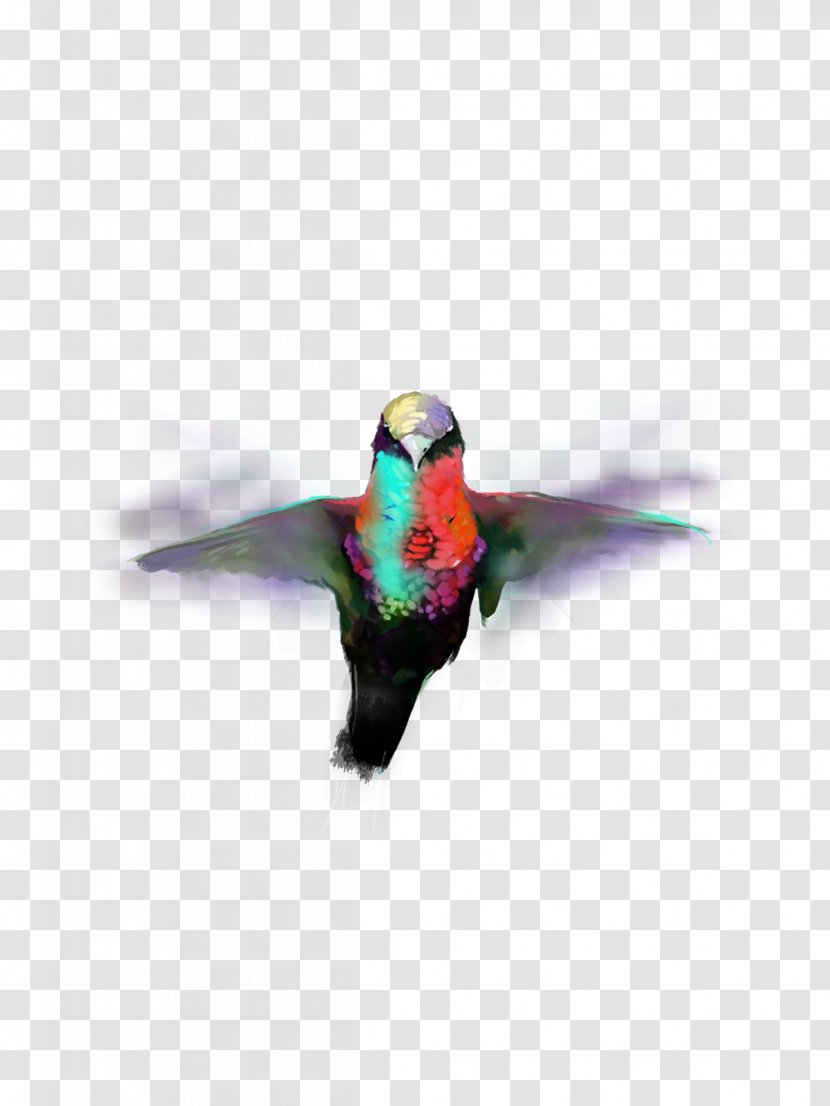 Hummingbird M Parrot Beak Feather - Streaming Media - Awesome Transparent PNG