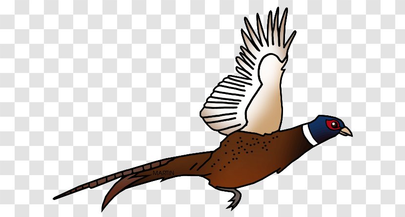 Pheasant Shooting Clip Art - Beak - Phasianidae Transparent PNG