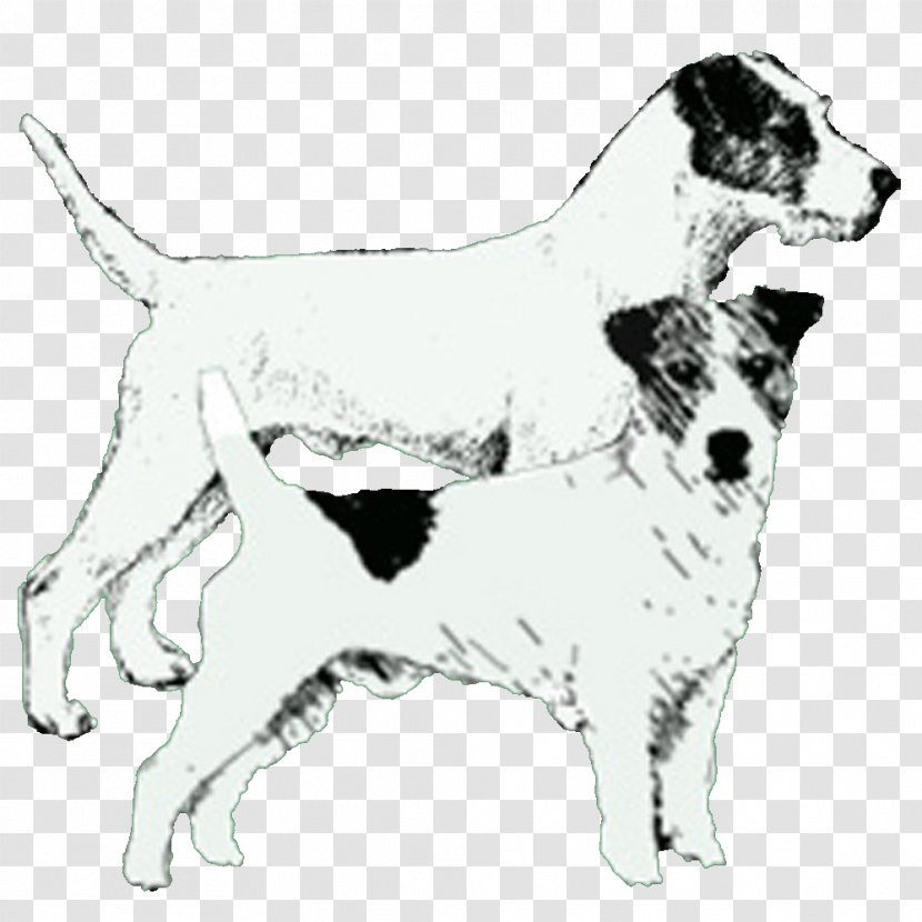 Dog Breed Jack Russell Terrier Parson Companion Sporting Group Transparent PNG
