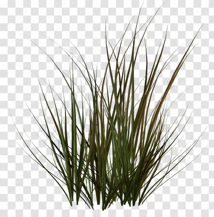 Clip Art - Tree - Grass Transparent PNG