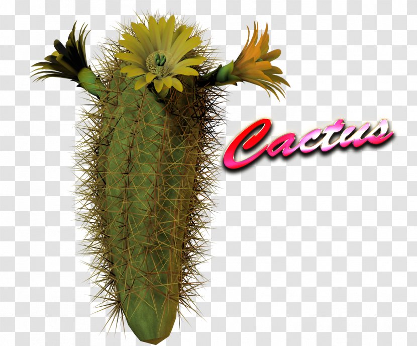 Cactaceae Succulent Plant - Cactus Garden Transparent PNG
