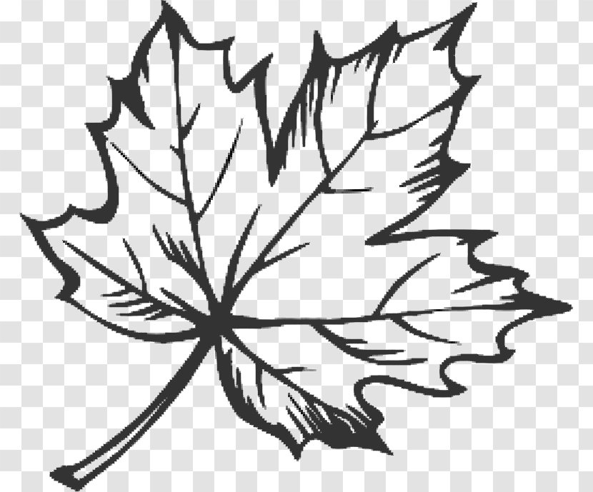 Maple Leaf Tattoo Sugar Drawing - Black And White Transparent PNG