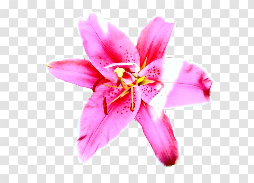Pink M Close-up Petal Lily P!nk - Family Transparent PNG