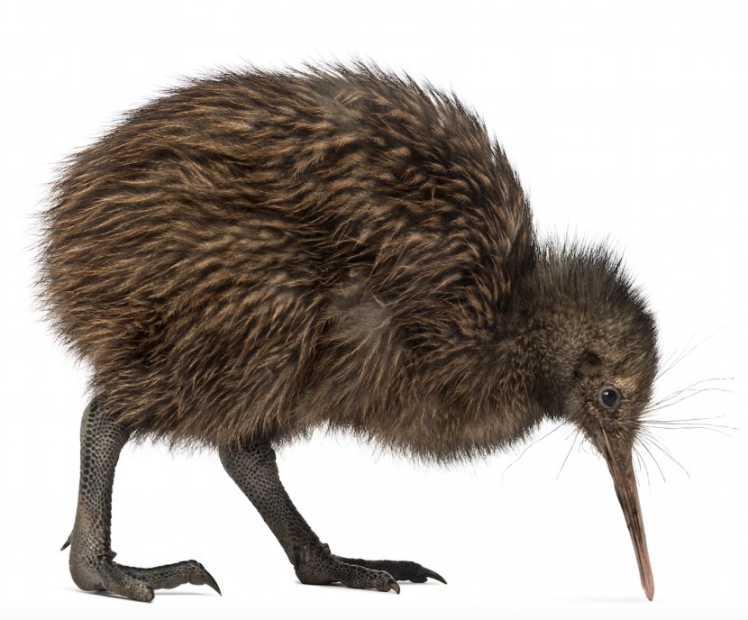New Zealand Bird North Island Brown Kiwi Little Spotted Common Ostrich - Of Prey Transparent PNG