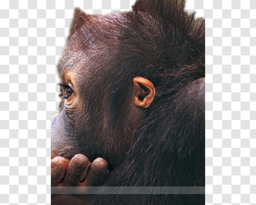 Gorilla Orangutan Monkey High-definition Television Wallpaper - Face - Lovely Big Eyes Little Transparent PNG