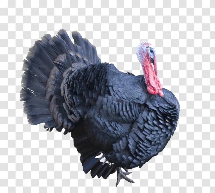 Turkey Clip Art Image - Beak - Meat Clipart Transparent PNG