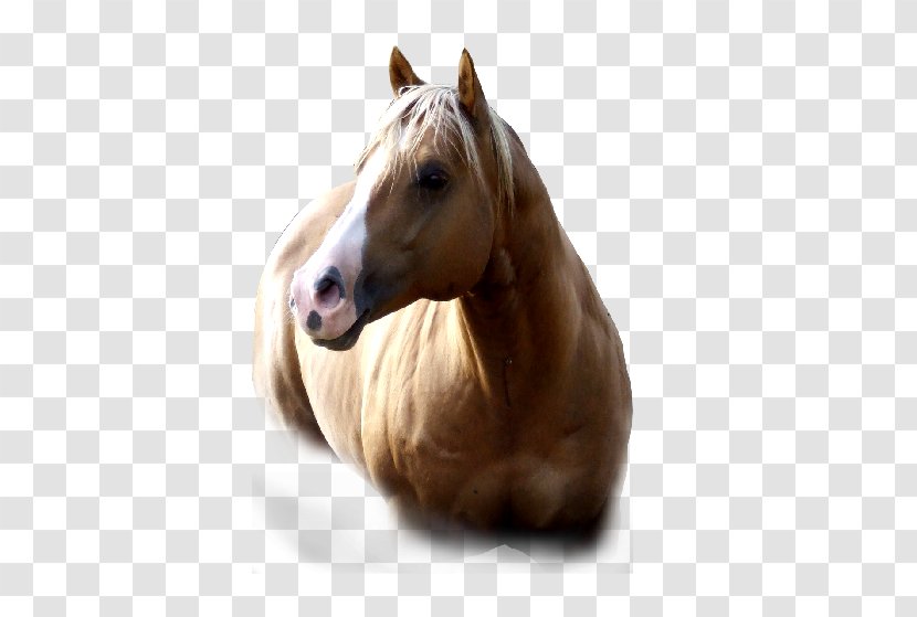 American Paint Horse Mustang Quarter Mane Mare - Microsoft Transparent PNG
