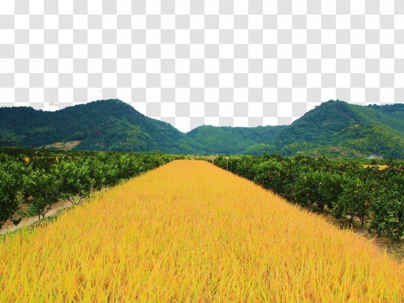 Paddy Field Rice - Agriculture - Golden Fields Transparent PNG