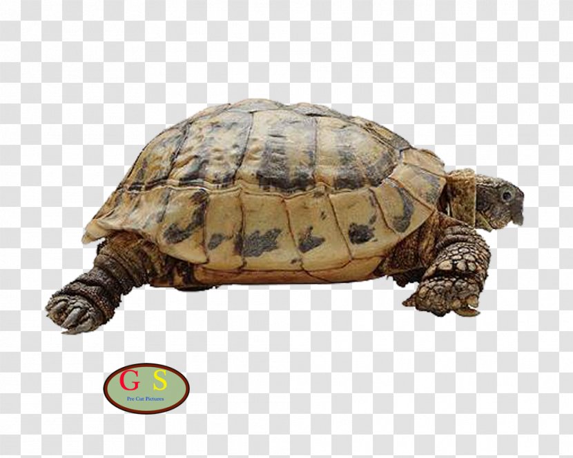 Animal Cat Dog Bird - Box Turtle - I Transparent PNG