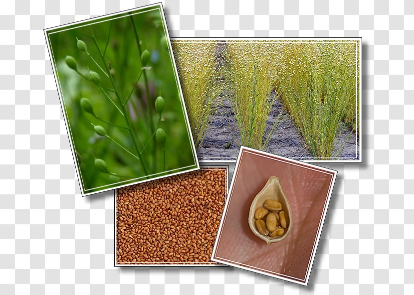 Herb Camelina Sativa Grasses Superfood Commodity Transparent PNG