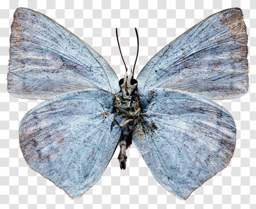 Lycaenidae Nymphalidae Butterfly Pieridae Bombycidae Transparent PNG