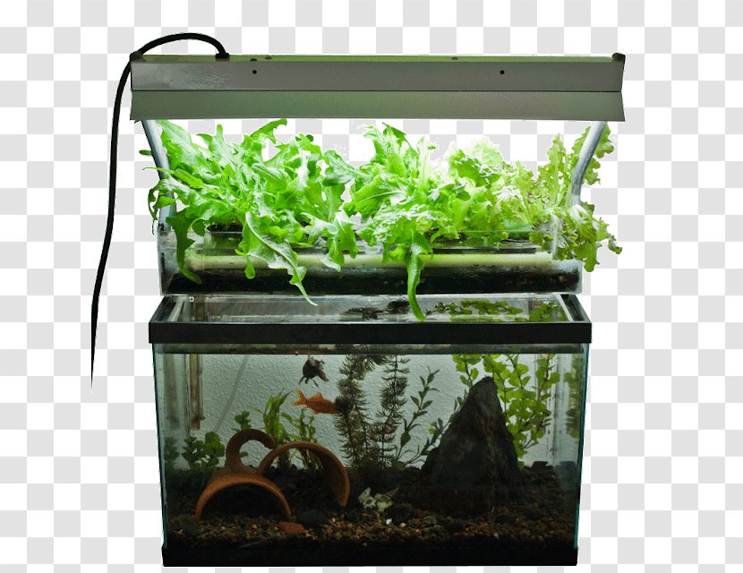 Aquaponics Hydroponics Aquarium Fish Farming Aquaculture - Plants Transparent PNG