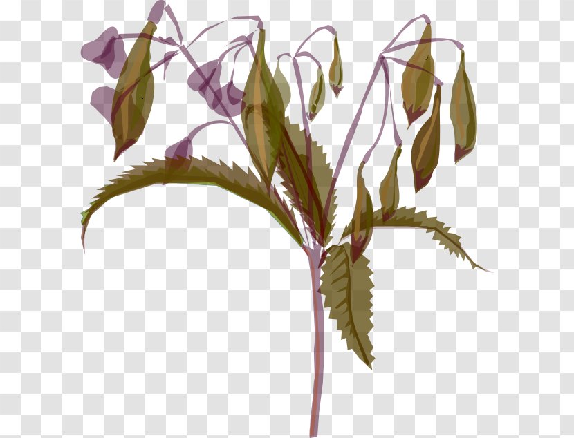 Plant Stem Flower Leaf Twig Archive - Flora Transparent PNG