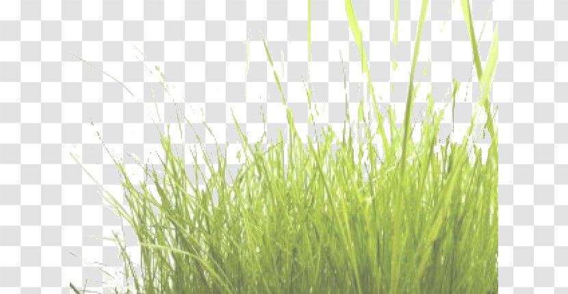 Download Grass - Plant Transparent PNG