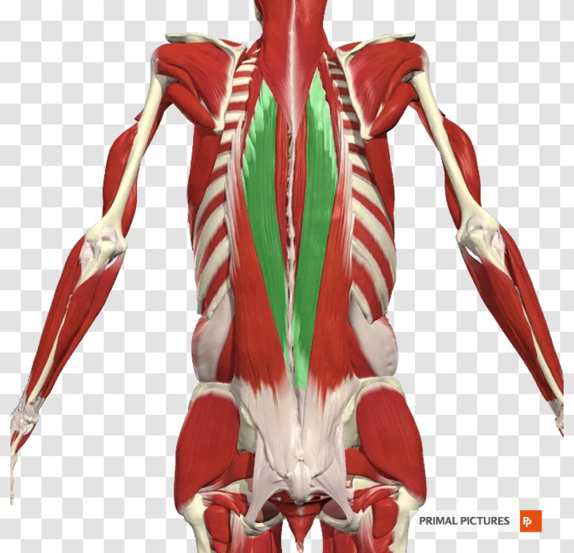 Erector Spinae Muscles Iliocostalis Thoracolumbar Fascia Human Body - Longissimus Transparent PNG