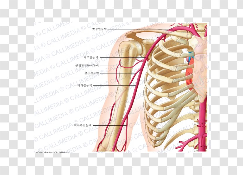 Anterior Humeral Circumflex Artery Anatomy Coronal Plane Posterior - Flower - Venas Y Arterias Transparent PNG