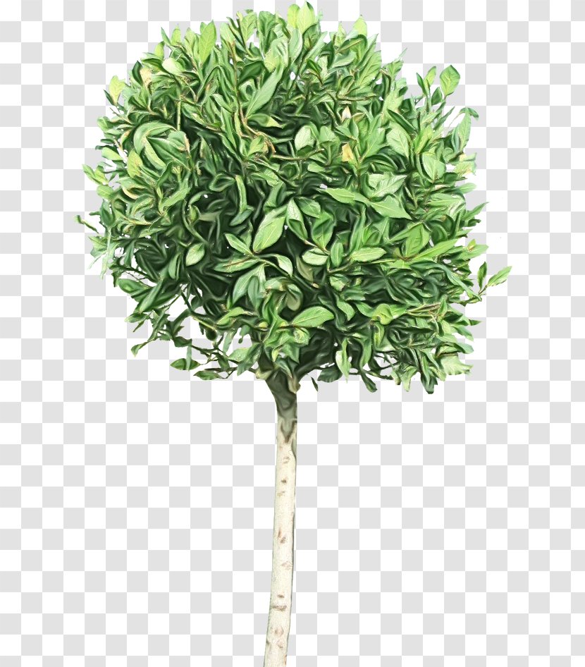 Architecture Tree - Jade Flower Woody Plant Transparent PNG