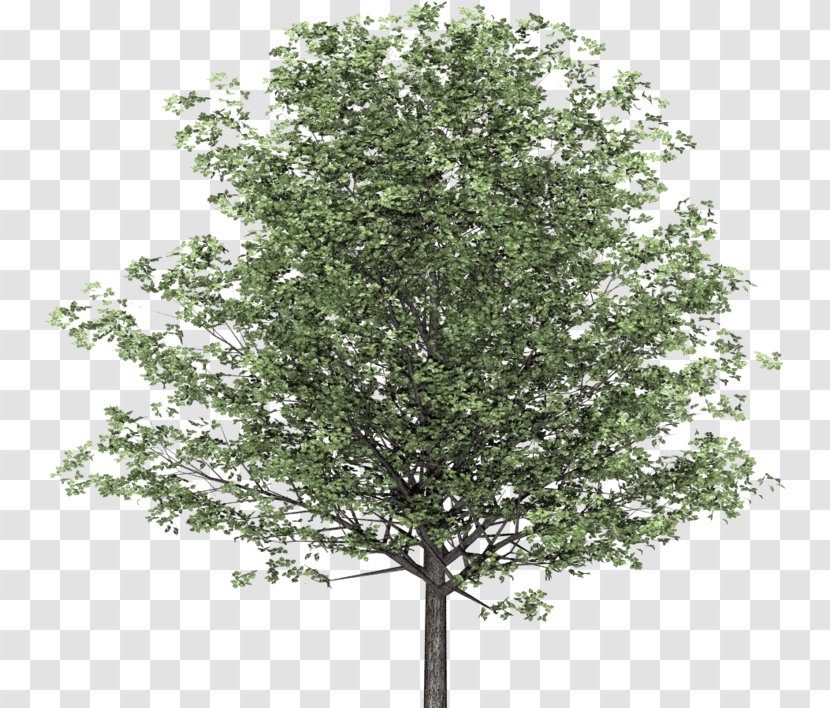 Branch English Walnut Tree Image - Architecture - Propose Transparent PNG