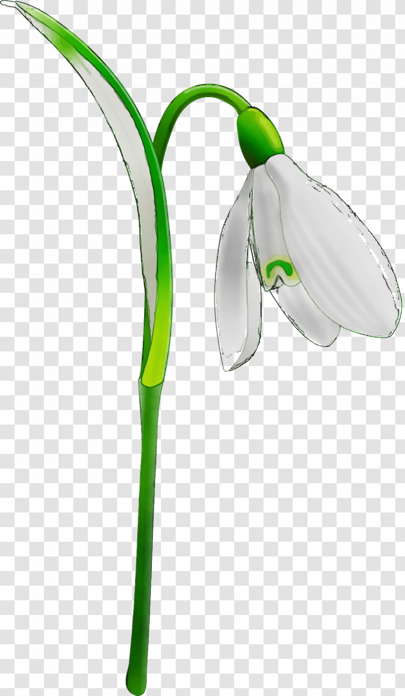 Green Snowdrop Flower Plant Galanthus Transparent PNG