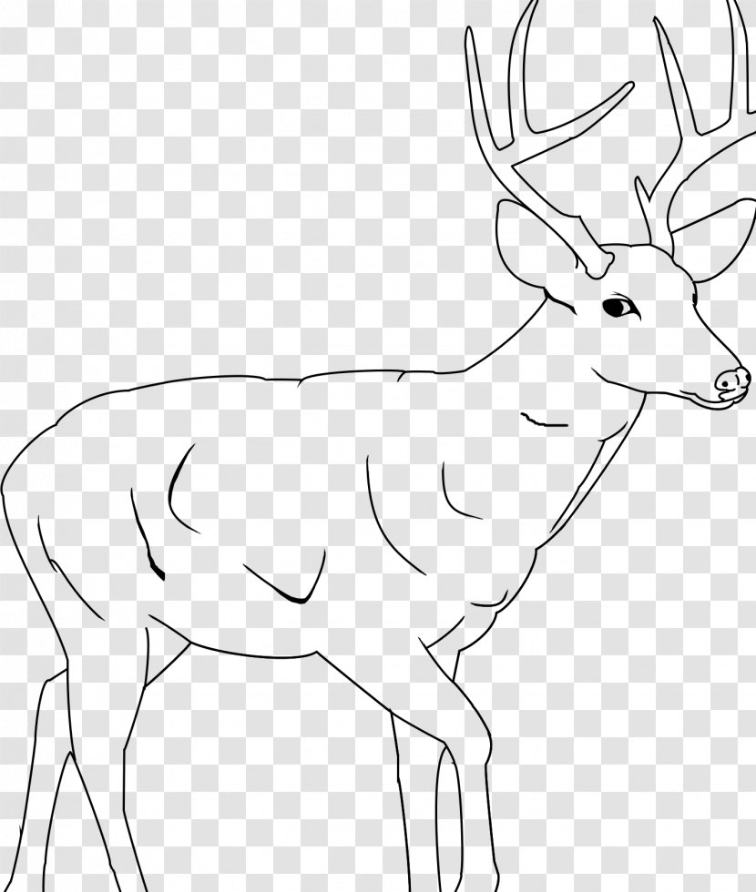 White-tailed Deer Elk Reindeer Antelope - Black And White Transparent PNG