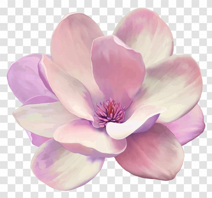 Flower Southern Magnolia Blossom - Family Transparent PNG