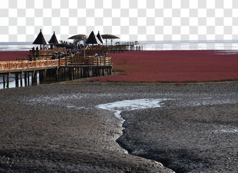 Red Beach Panjin Honghaitan Hong Kong Wetland Park Transparent PNG