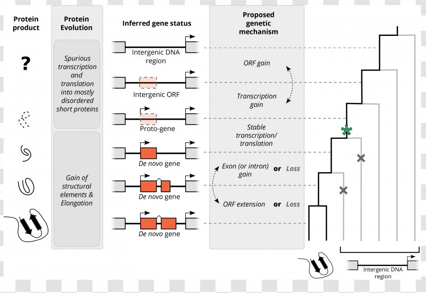 Molecular Evolution Biology Population Genetics Bioinformatics - Laboratory - Placentation Transparent PNG