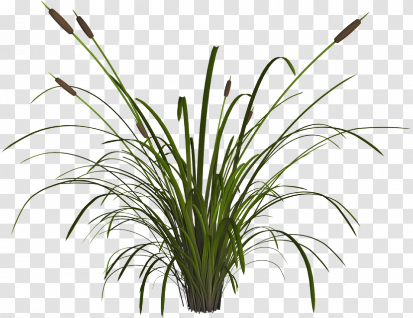 Grass Plant Flower Grass Family Houseplant Transparent PNG