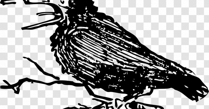 Bird Pied Crow Beak Clip Art - Cartoon Transparent PNG