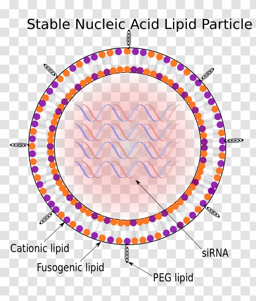 Stable Nucleic Acid Lipid Particle Solid Nanoparticle - Rna Transparent PNG