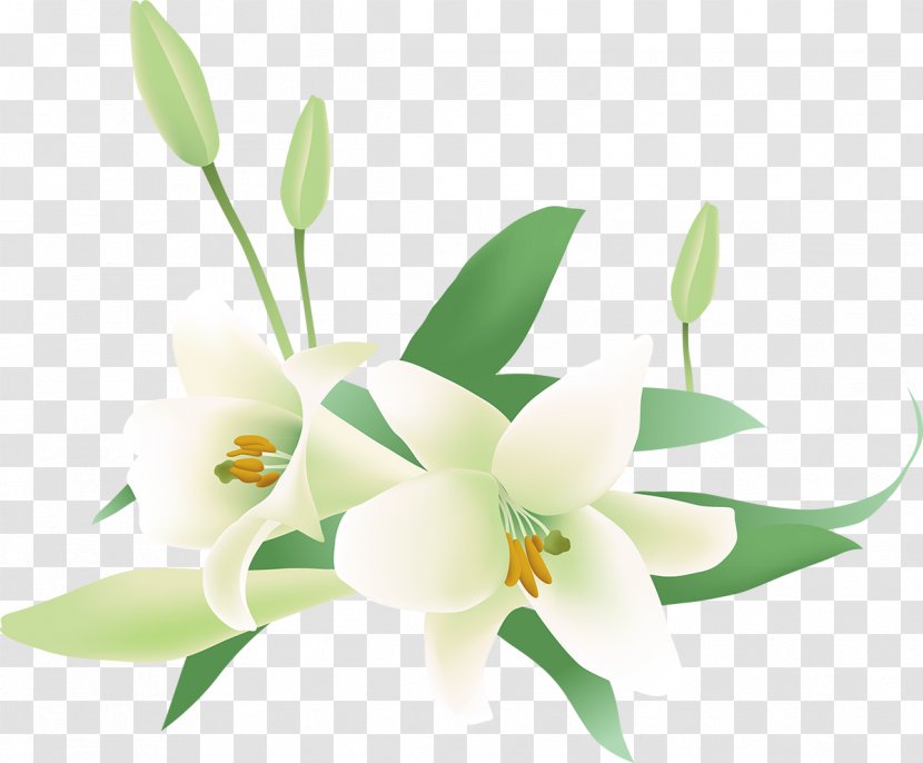 Jasmine Flower Clip Art - Moth Orchid - Lilly Transparent PNG