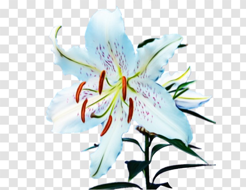 Flower Flowering Plant Lily Petal - Family - Tiger Transparent PNG