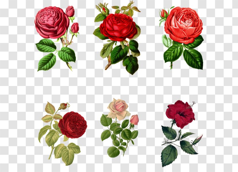 Garden Roses Art Clip - Flowering Plant - Mix Flowers Transparent PNG