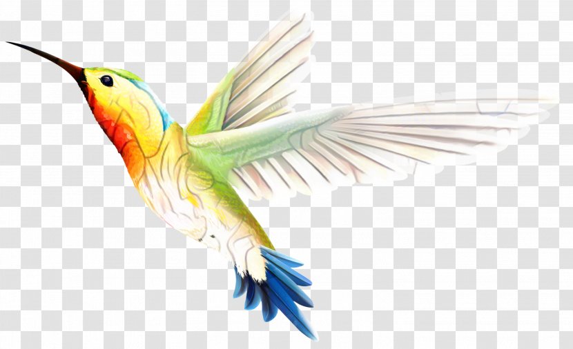 Hummingbird Vector Graphics - Painting - Tail Transparent PNG