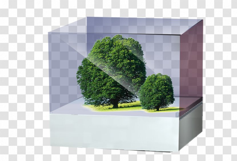 Box Tree - Rectangle - Houseplant Transparent PNG