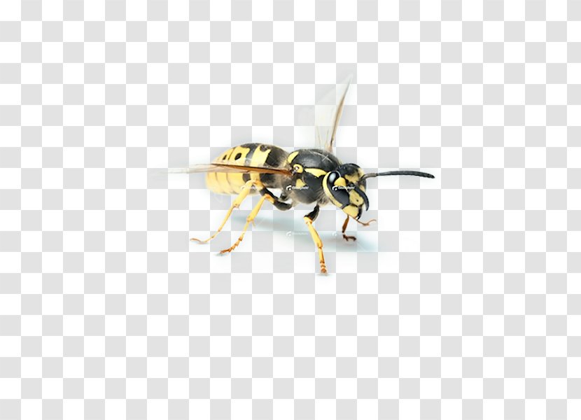 Hornet Bee Wasp YCombinator Transparent PNG