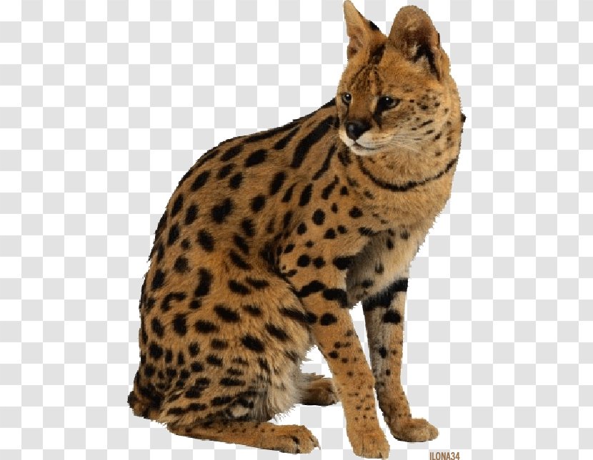 Leopard Cat Tiger Giraffe Savannah - Wildlife Transparent PNG