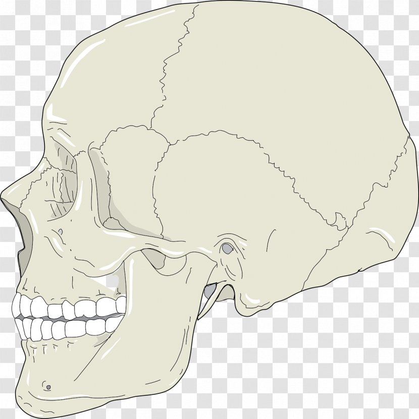 Skull Nose Bone Clip Art Transparent PNG
