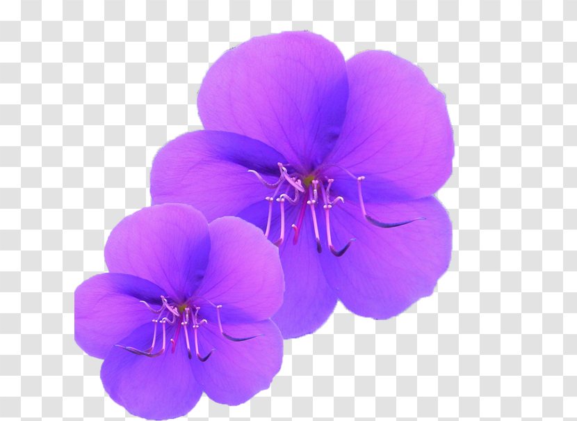 Purple Orchid - Violet - Geraniales Transparent PNG