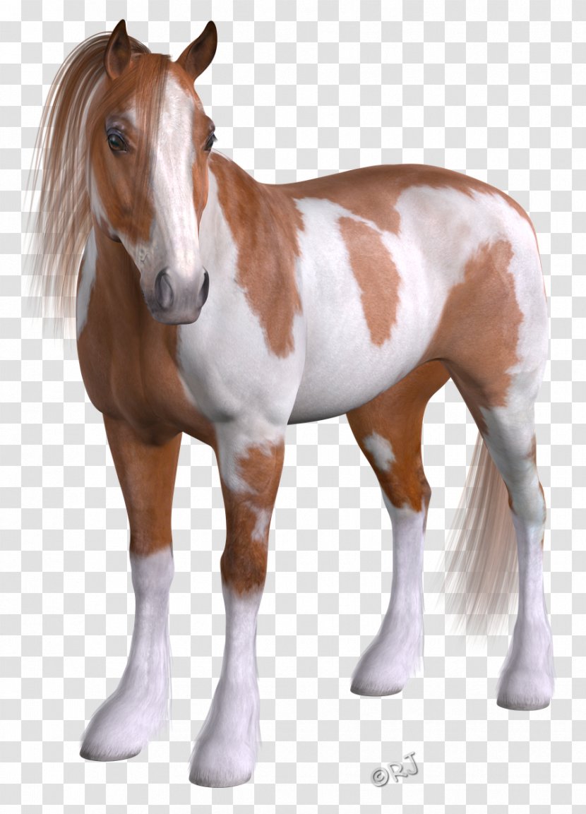 Mare Mustang Foal Stallion Colt Transparent PNG