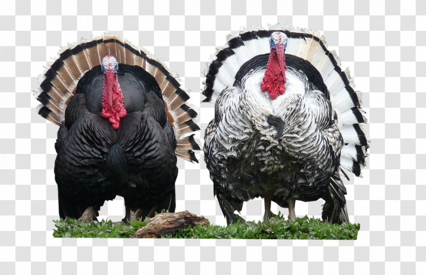 Turkey Meat Poultry Farming Thanksgiving - Food Transparent PNG
