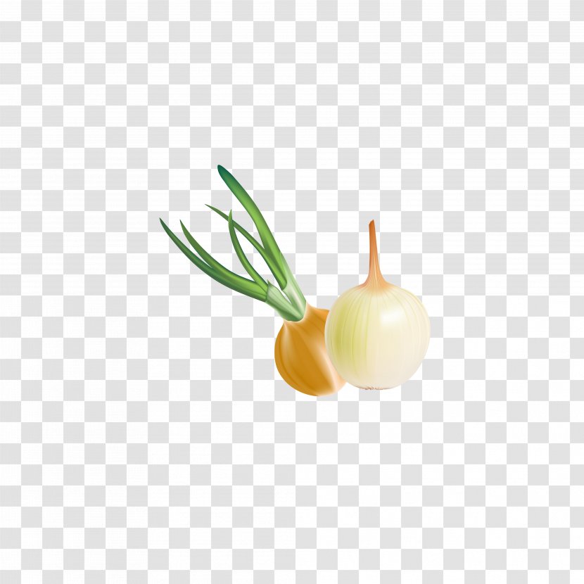 Onion Euclidean Vector Download - Vegetable - Leaves Transparent PNG