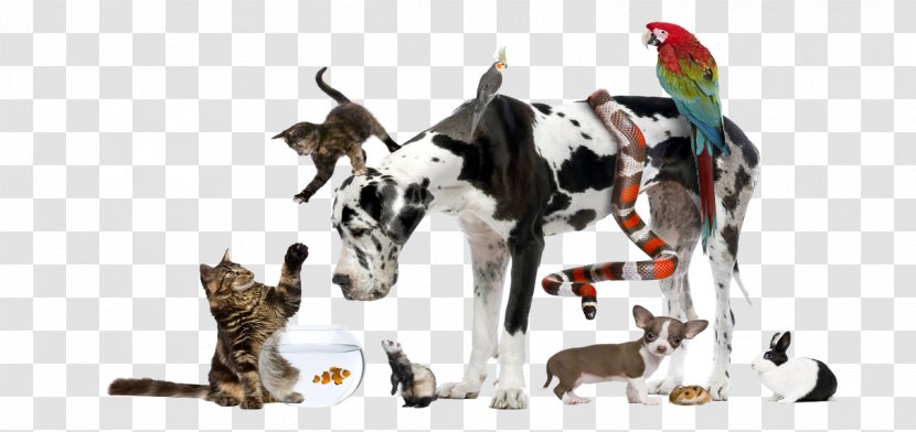 Pet Sitting Dog Cat Veterinarian - Like Mammal Transparent PNG