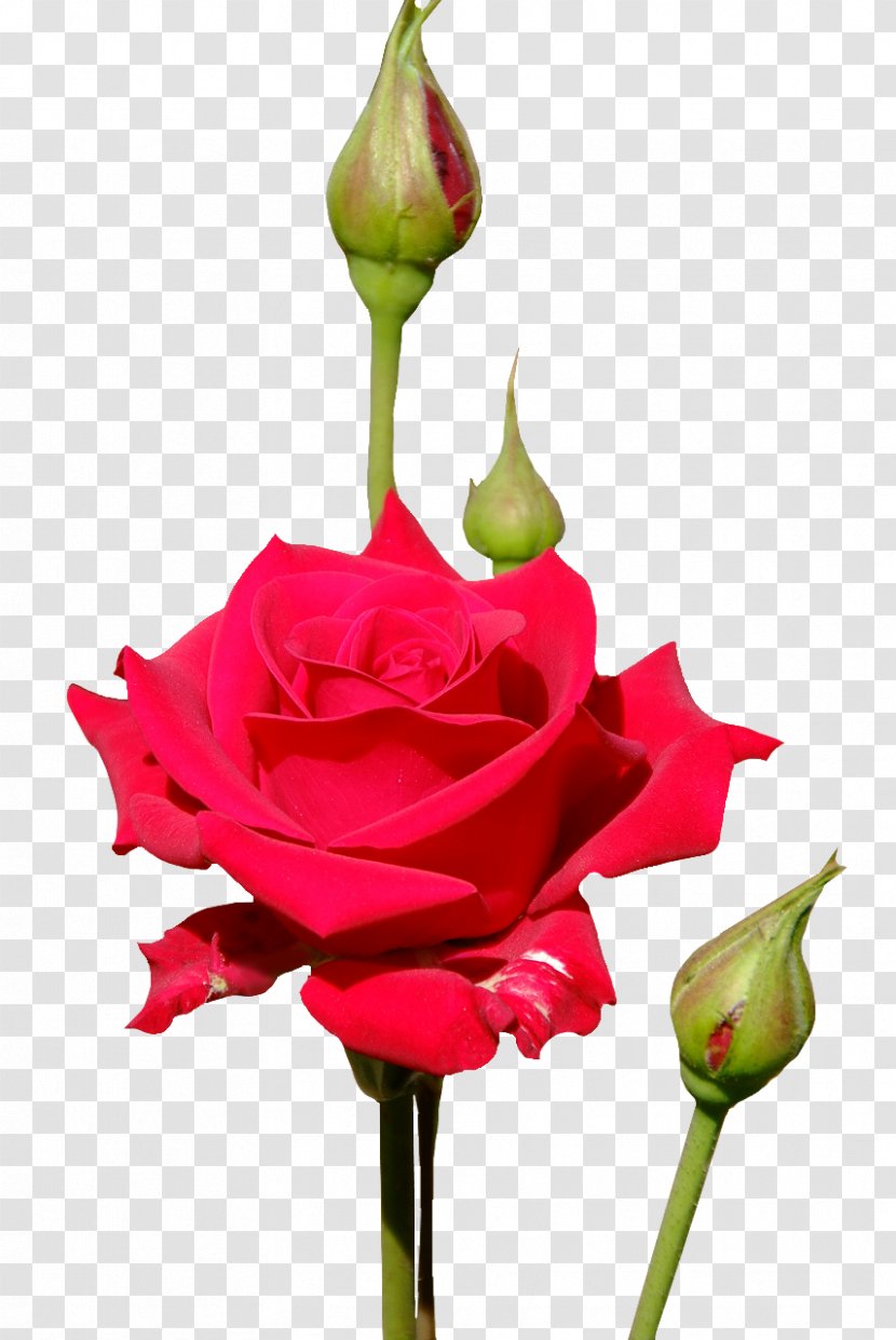 Garden Roses Floristry Cut Flowers Bud - Flower - Rose Transparent PNG