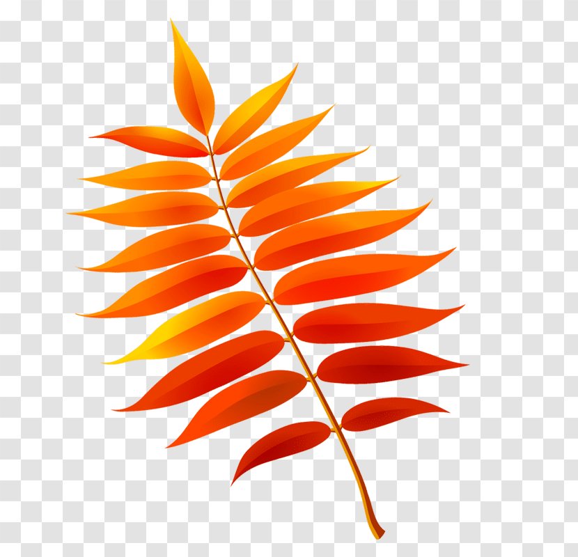 Autumn Leaves Leaf Drawing Image - Orange Transparent PNG